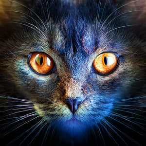 Silencio Para Gatos: Música Calmante Para Momentos Tranquilos - Hogar acogedor