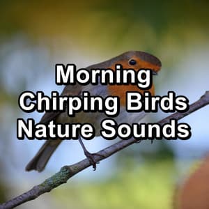 Morning Chirping Birds Nature Sounds - Yoga Tribe