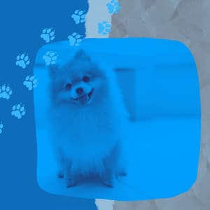 Echoes of Mans Best Friend - Music for Dogs Playlist