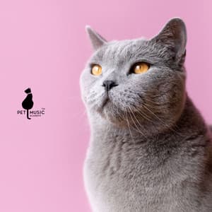 Nine Lives of Cat - Pet Music Academy