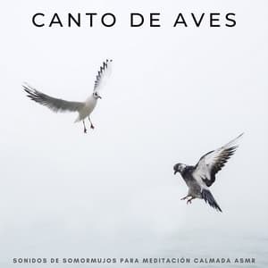 Canto De Aves: Sonidos De Somormujos Para Meditación Calmada Asmr - Aves y Ranas Radio 1