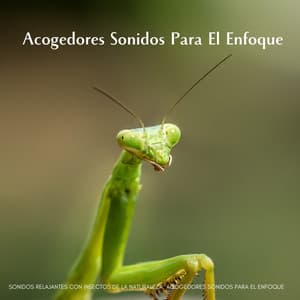 Sonidos Relajantes Con Insectos De La Naturaleza: Acogedores Sonidos Para El Enfoque - Toque de la naturaleza