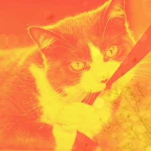 Son Montuno - Music for Relaxing Pet Sounds - Calming Cat Music
