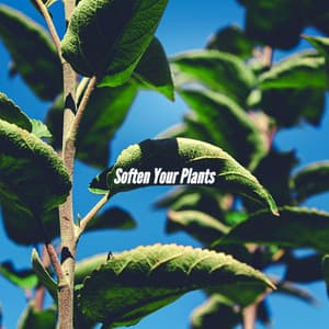 Soften Your Plants - Música para Descansar