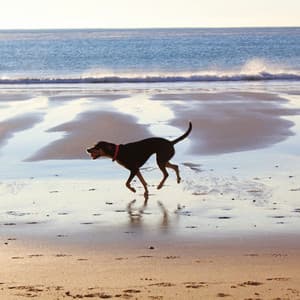 Playful Jazz Ballad - Bgm for Sleepy Pups - Relaxing Dog Music Seduction