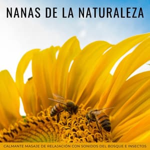 Nanas De La Naturaleza: Calmante Masaje De Relajación Con Sonidos Del Bosque E Insectos - Naturaleza Sonidos de la Tierra
