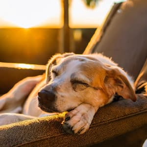 Tonos Relajantes Para Perros: Música Para La Calma - Caminante de paz