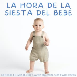 La Hora De La Siesta Del Bebé: Canciones De Cuna De Aves Y Lluvia Relajante Para Dulces Sueños - Sueño Sonidos Lluvia