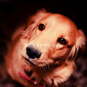 犬のリラクゼーション - Cool Jazz Moods