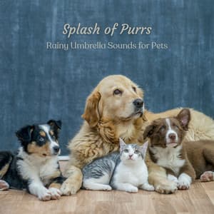 Splash of Purrs: Rainy Umbrella Sounds for Pets - Relax Rain