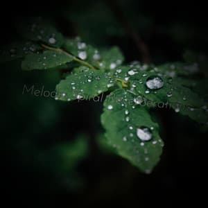 Melodic Spiral Reverberations - Woodland Friends