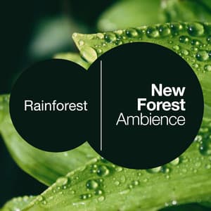 New Forest Ambience - Rainforest
