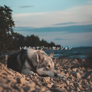 いぬのエナジー・セッション - Coffee Lounge Jazz Chill Out