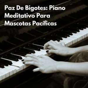 Paz De Bigotes: Piano Meditativo Para Mascotas Pacíficas - Radio relajante con piano