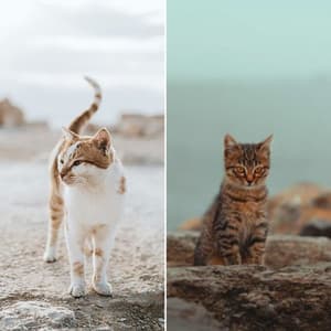 Hot Music for Loving Cats - Jazz Quintet - Cat Music Waves