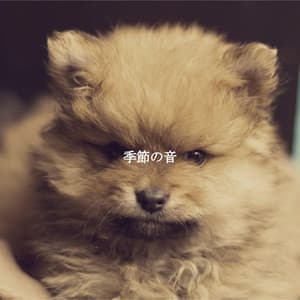 季節の音 - Upbeat Instrumental Music