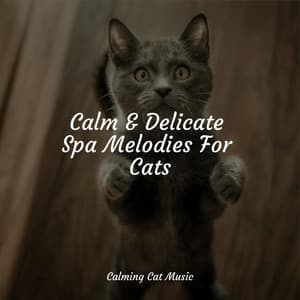 Calm & Delicate Spa Melodies For Cats - Pet Care Music Therapy