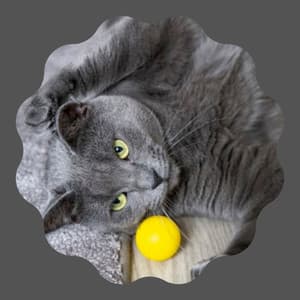 Backdrop for My Quiet Cats - Cat Music Waves