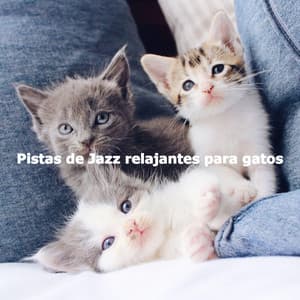 Pistas de Jazz relajantes para gatos - Lounge Smooth Jazz Deluxe
