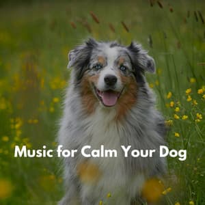 Music for Calm Your Dog - Luxury Restaurant Music