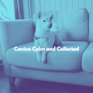 Canine Calm and Collected - Soft Jazz Radio