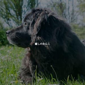 癒しのわんこ - Midnight Jazz Playlist