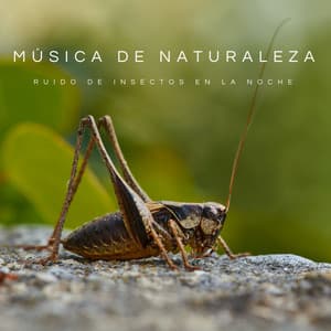Música De Naturaleza: Ruido De Insectos En La Noche - Sonidos de la Naturaleza Relax