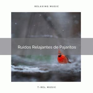 1 Ruidos Relajantes de Pajaritos - Sonidos De Aves