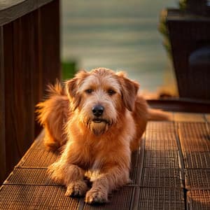 Serene Sounds for Dogs’ Relaxation - Binaural Beats Work Music