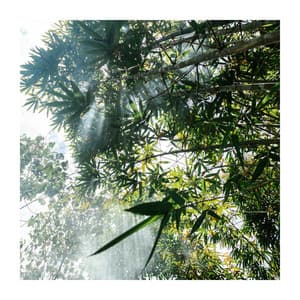 Pure Harmony Music - The inner Harmonies