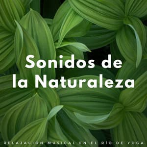 Sonidos De La Naturaleza: Relajación Musical En El Río De Yoga - Sonidos del río