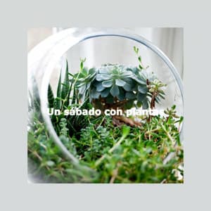 Un sábado con plantas - Night Time Jazz Culture