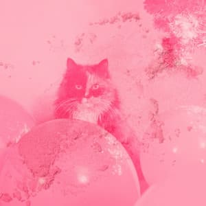 Echoes of Afternoon and Cats - Calming Cat Music