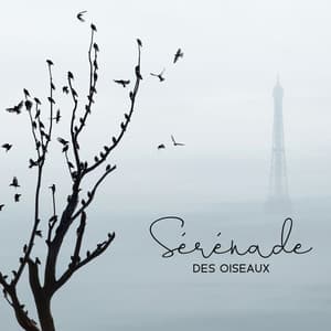 Sérénade des oiseaux: Forêt de France, Nature, Musique Instrumentale - Espace détente
