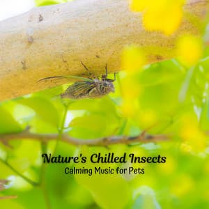 Nature's Chilled Insects: Calming Music for Pets - Nature Sounds Collabo