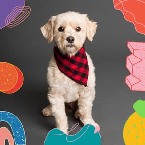 Music for Puppy Resting - Dogs at Home