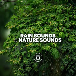 Rain Sounds & Nature Sounds - ASMR Rain Sounds