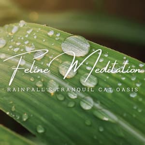 Calm Cat Rainfall: Ambient Serenity for Feline Meditation - Rainy Day Music