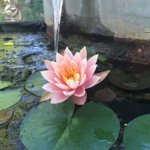 Zen State Of Mind - Zambezi Sounds