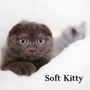 Cats Jazz | Soft Kitty - Jazz Music for Cats