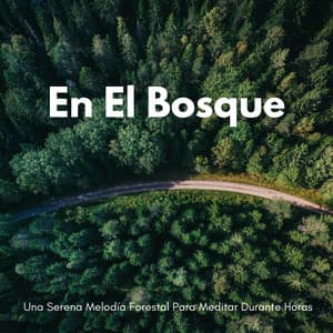 En El Bosque: Una Serena Melodía Forestal Para Meditar Durante Horas - Efectos especiales del bosque