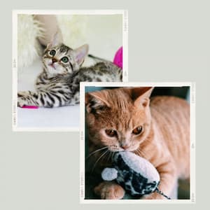 Music for My Quiet Cats - Calming Music for Cats