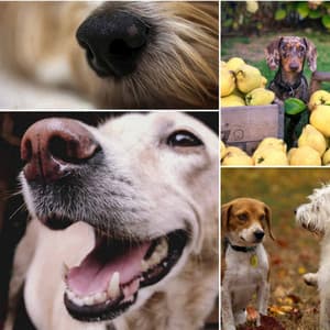 Smooth Jazz - Bgm for Lonely Dog - Dog Jazz Sounds