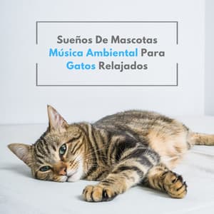 Sueños De Mascotas: Música Ambiental Para Gatos Relajados - Elementos de la naturaleza