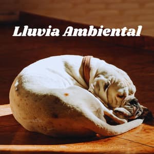Lluvia Ambiental: Sonidos Relajantes Para Perros Tranquilos - Sonido de lluvia