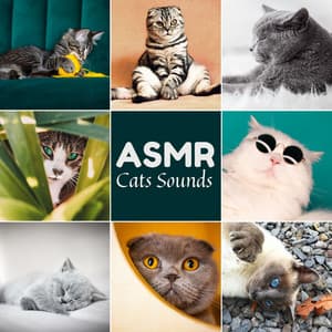 ASMR Cats Sounds: Purring, Hissing, Meowing, Eating - ASMR Sounds Clinic