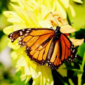 White Noises, Brown Noises, Appliances, and other Audio - White Noise Relaxation