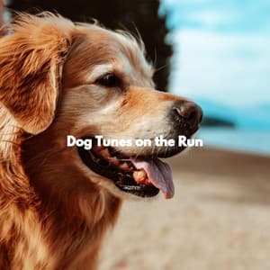 Dog Tunes on the Run - Música para Programar