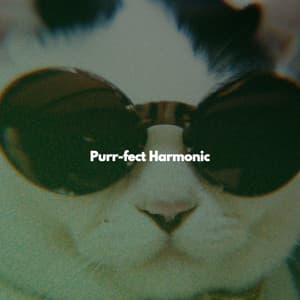 Purr-fect Harmonic - Quebec Jazz Trio
