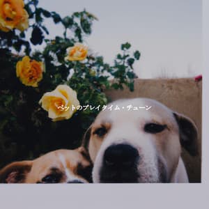 ペットのプレイタイム・チューン - Thiago Sanchez Jazz Quartet